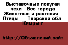 Выставочные попугаи чехи - Все города Животные и растения » Птицы   . Тверская обл.,Кимры г.